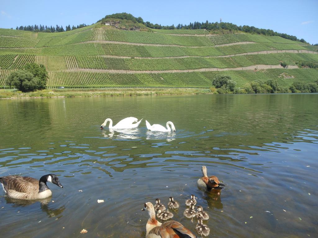 Ferienhaus Mosel Villa Brauneberg Ngoại thất bức ảnh